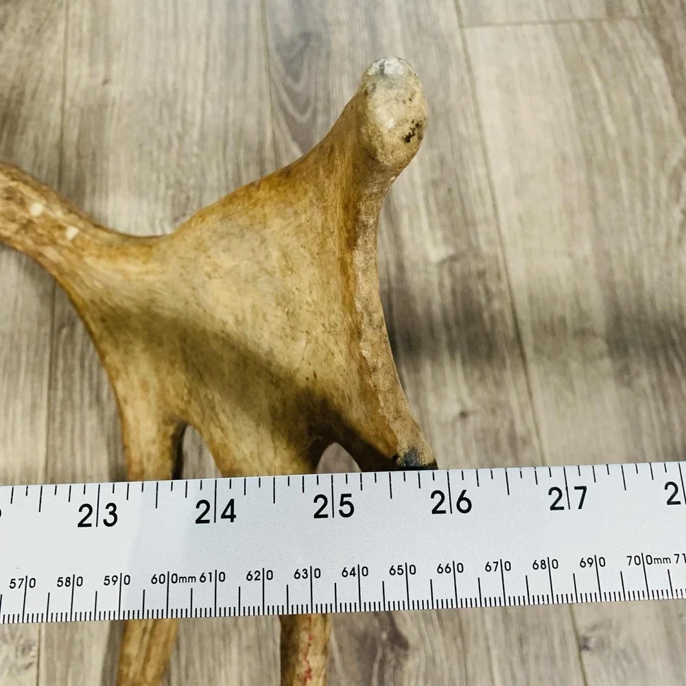 Naturally Shed Wild Moose Antler (Horn, Knife, Carving, Chew, Taxidermy) Full - Picture 3 of 15